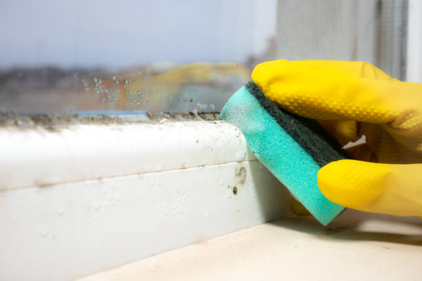 Mold Remediation for Rental Properties